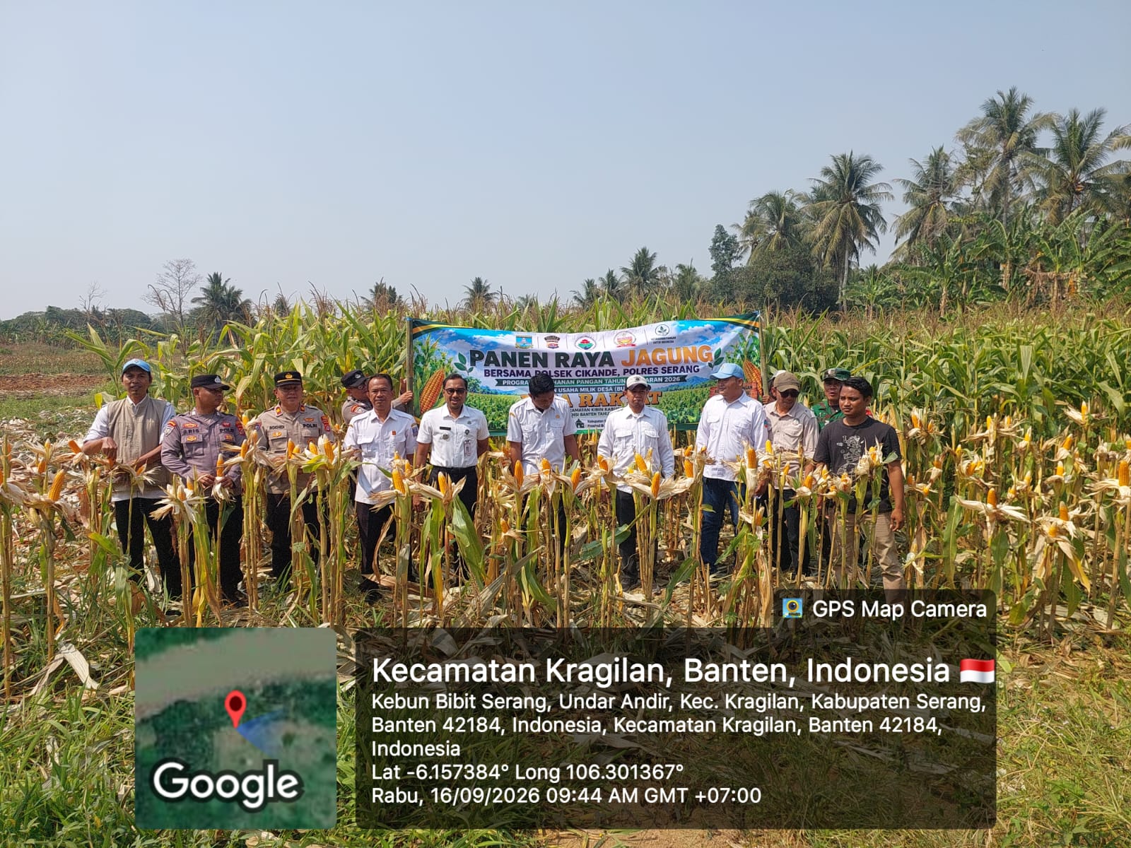 panen-raya-jagung